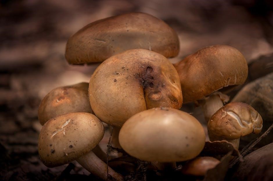 a field guide to the fungi of australia
